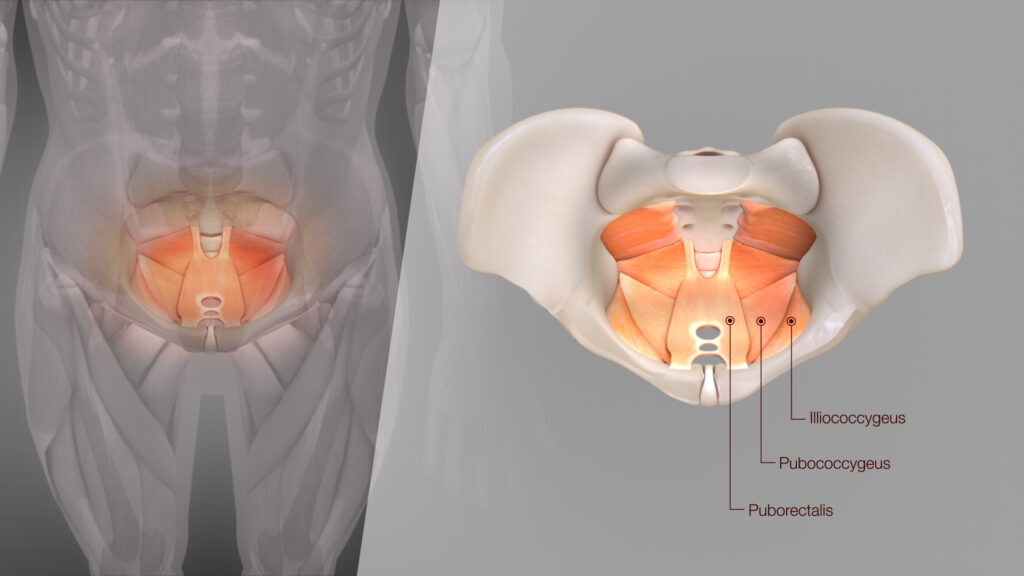 3D Medical Animation Levator Ani structure