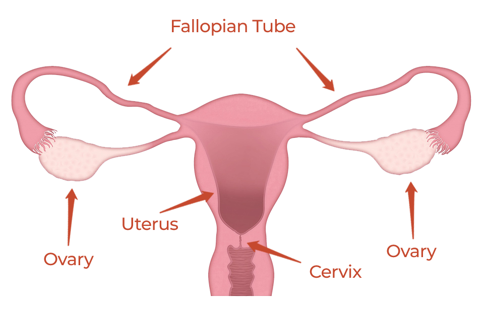 Ovarian Cysts and Pelvic Mass - New York Gynecology Endometriosis