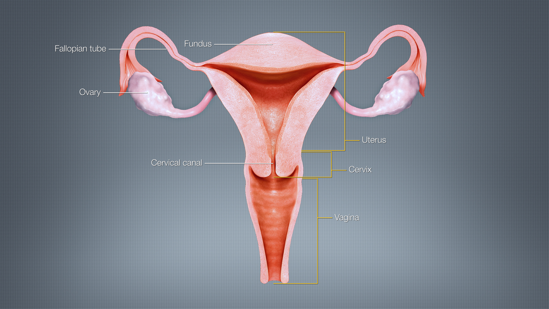 腹腔鏡手術 (Urologic Surgery Next 1) 腹腔鏡手術| Hong Kong Urology Clinic 香港泌尿專科治療中心