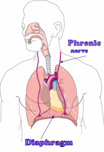 phrenic+nerve+diaphragm